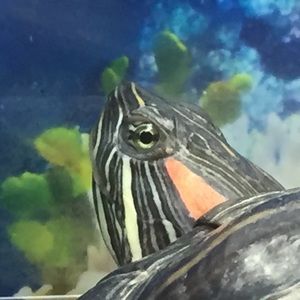 Meet your Posher, Tom